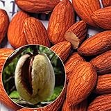 国華園　果樹苗　アーモンド　1株【※発送が国華園からの場合のみ正規品です】