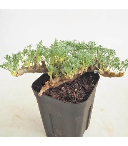 Amazon｜ITANSE ドルステニア ギガス 3号 1個売り 多肉植物 塊根