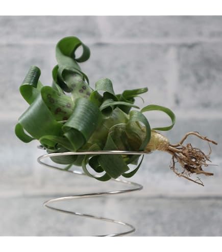 Amazon｜Tillandsia sprengeliana 'Coastal form' エアープランツ