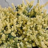 ロータス：ブリムストーン3号ポット3株セット ノーブランド品