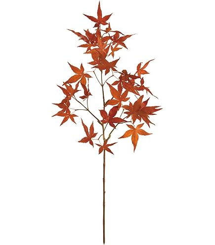 Amazon｜東京堂(Tokyodo) 秋麗もみじ オレンジレッド 葉L5.5～8×L88cm