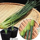 国華園　ネギニラ苗　なかみどりP　2株【※発送が国華園からの場合のみ正規品です】