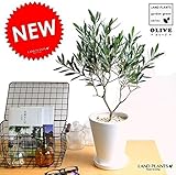 LAND PLANTS オリーブ 白色マットトールポット