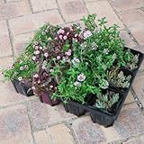 おためし4種12株セット：乾燥に強い日なたのグランドカバー植物2