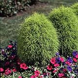 コキア（ホウキグサ）3号ポット4株セット ノーブランド品