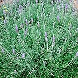 ハーブ 苗 【ラベンダー スイート （デンタータ系スィート）】 3号ポット×5株セット