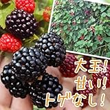 国華園　果樹苗　キイチゴ　トリプルクラウン　1株【※発送が国華園からの場合のみ正規品です】