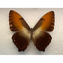 611pkR6-xiL._AC_UL210_SR210,