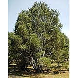 【ノーブランド品】ハクショウ（白皮松・白松）樹高1ｍ根巻き[シロカワマツ、シロマツ　珍品　長寿の象徴]