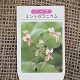 ハーブ 苗 【ハーブゼラニウム ミントゼラニウム】 3号ポット×5株セット