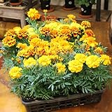 マリーゴールド苗 20セットケース販売  ガーデニング 花 苗 花苗