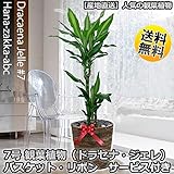 観葉植物 ドラセナ・ジェレ7号鉢・鉢カバー・受皿付きで【送料無料】人気のインテリアグリーン