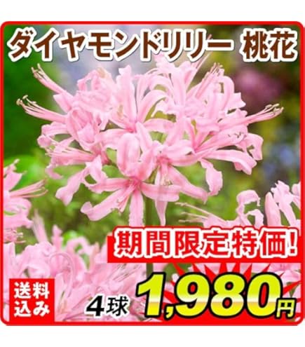 Amazon.co.jp: ダイヤモンドリリー ネリネ球根 サルニエンシス ピンク