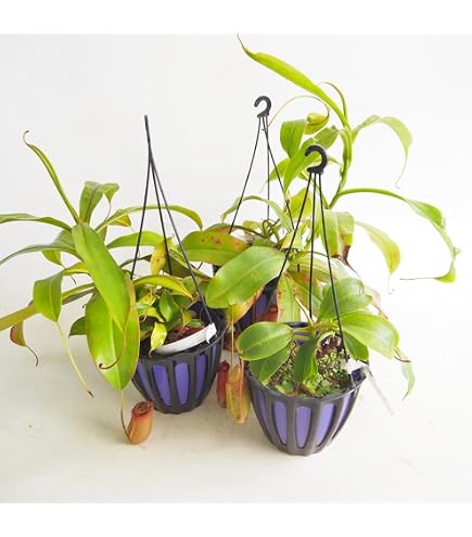 Amazon.co.jp: 食虫植物 ハエトリソウ G14 7.5cmポット ハエトリグサ