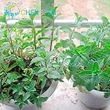 100スペアミントミントの種食用猫ニップ植物花の種子野菜窓辺ウォッチ盆栽おいしい草の種