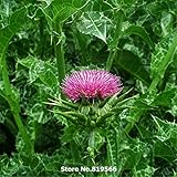 オオアザミ種子伝統医学ハーブ植物マリアアザミ盆栽聖シスルSementes屋外祝福アザミ