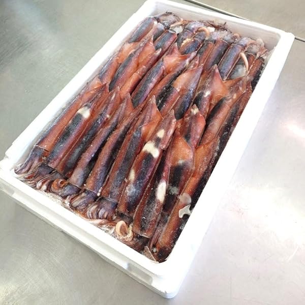 Amazon.co.jp: スルメイカ（真烏賊）20尾位で4kg 大サイズ : 食品