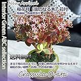 【金運と合格祈願の植物】 金のなる木・桜花月4号鉢・花芽付 陶器鉢 【送料無料】 ☆サクラサク☆