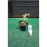 ハーブ/スイートマジョラム ポット苗 5本セット