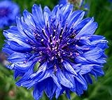 ダブルヤグルマギク種子ブルーボール（ヤグルマギクCyanus）年次花