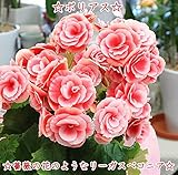 季節の花鉢 リーガース ベコニア 鉢植え ピンク色系 お祝い・誕生日・退職・昇進などのプゼントに