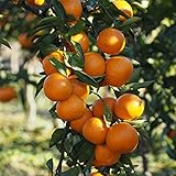 みかん 苗木 【あすみ】 2年生 接ぎ木 ポット苗