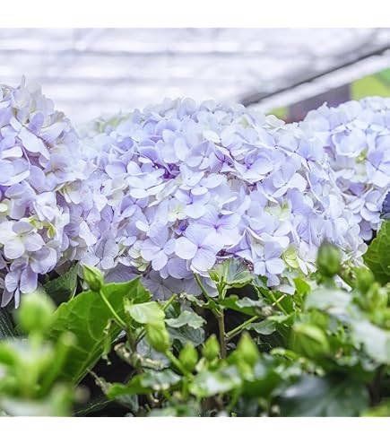 Amazon｜紫陽花 大鉢8号 ラグランジア ブライダルシャワー｜観葉植物