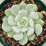 クララ 7.5cmポット エケベリア Echeveria Clara 福岡県産 多肉植物 多肉 観葉植物 インテリアグリーン 寄せ植えに
