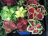 種子コリウス（コレウスblumei）多年生観賞植物
