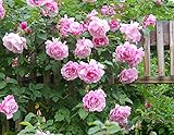 200 pcs Climbing Roses Seeds,Climbing Plants ,Chinese Flower Seeds for garden planting gift for wife