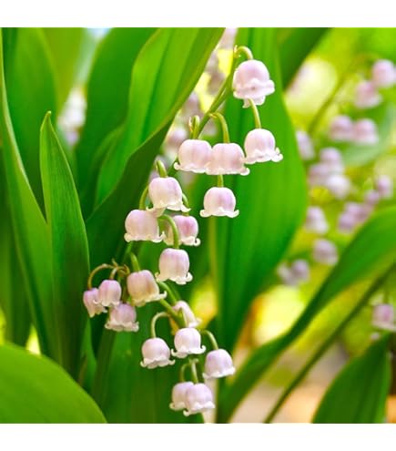 Amazon.co.jp: スズラン苗 ドイツすずらん苗 鈴蘭苗 : DIY・工具・ガーデン