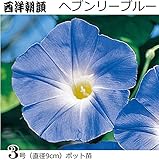 朝顔 苗 ヘブンリーブルー 西洋朝顔 2ポット