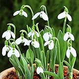 国華園　秋植え球根 スノードロップ エルウィシー 45球【※発送が国華園からの場合のみ正規品です】