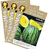 スイカ Thai Yellow WaterMelon Citrullus lanatus Cucurbitaceae 3 Bulk ThailandMrk
