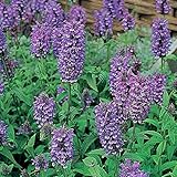 キャットミント（ネペタ）： ブルームーン3.5号ポット 3株セット ノーブランド品