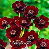 プロモーション！100個/バッグブラック・マジックの種、atrosanguineus、チョコレートコスモス、真剣RARE花の種