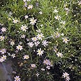 コレオプシス：アメリカンドリーム3号ポット4株セット[開花期間が長い宿根コスモス] ノーブランド品