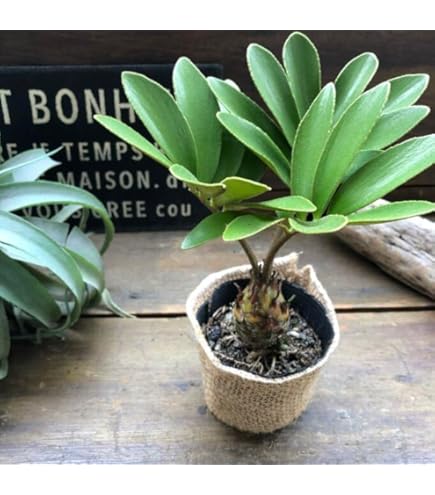 Amazon｜【現品限り】チレコドン デシピエンス【L49】 Tylecodon