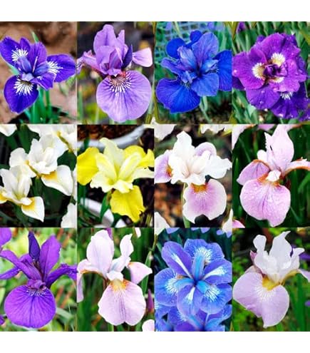 Amazon.co.jp: 菖蒲湯に使う菖蒲の株 5芽 : DIY・工具・ガーデン