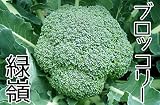 【生産農場直送】 ブロッコリー苗 【緑嶺】ブロッコリー 葉菜苗 4株入りパック プロ農家も使う葉菜苗 野菜苗 ガーデニング 家庭菜園