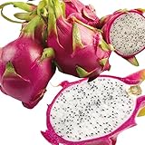 国華園　果樹苗　ドラゴンフルーツ　白実大株　3株【※発送が国華園からの場合のみ正規品です】