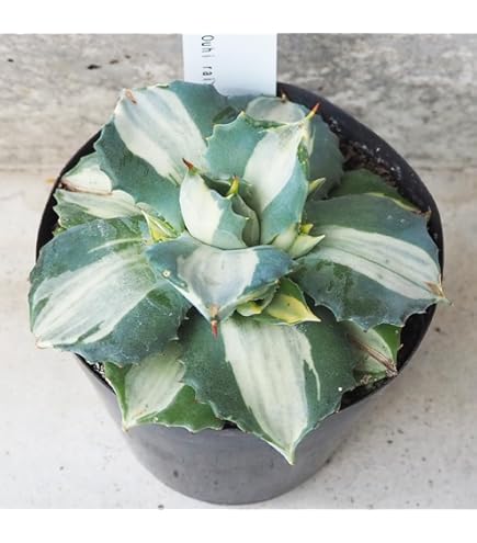 Amazon.co.jp: 多肉植物 アガベ チタノタ ブルーボールBB錦 美株 発根