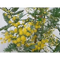 植木 種 苗 Gardening Diy Tools Gardentop Sellers Whenbuy日本亚马逊代购