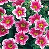 タキイ種苗 ペチュニア ギュギュ ピンクアイス 3株セット