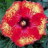 発売中！！！花の鉢植え用の200pcsのハイビスカスの種16kinds HIBISCUS ROSA-シネンシスフラワー種子ハイビスカスの木の種子