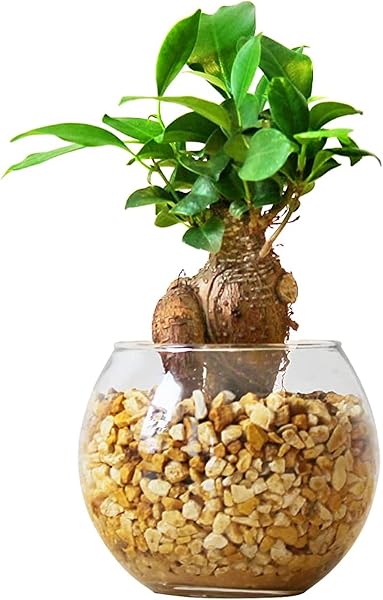 東京寿園 ガジュマル 土を使わない 観葉植物 ミニ 本物 ハイドロカルチャー ゼオライト ハイドロボール がじゅまる がじゅまるの木 多幸の木 水耕栽培 おしゃれ インテリア 母の日 ギフト - 1