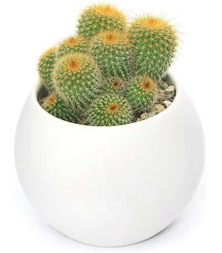 Amazon｜サボテン：マミラリア 白鳥*S｜観葉植物 オンライン通販