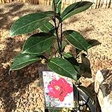 椿 苗木 黒椿 13.5cmポット苗 ツバキ 苗 つばき