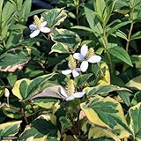 Amazon 八重咲き 十薬 ドクダミ ４号鉢植え 珍しい八重 花
