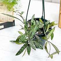 その他観葉植物 HOYA griffitchii HOYA griffitchii - メルカリ